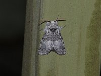 Closebanded Yellowhorn Moth